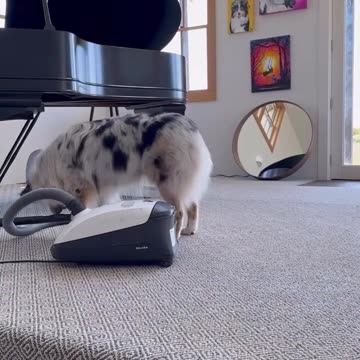 I need this dog! 🤩😍