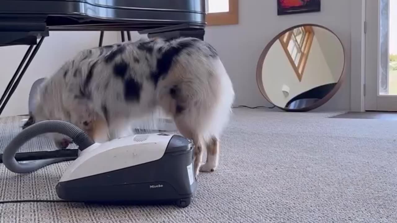 I need this dog! 🤩😍