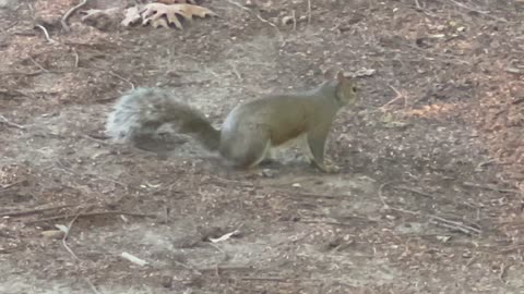 Grey squirrel looking for a handout