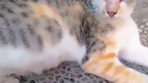 😂 Two Grumpy Cats Caught on Zoom – Still Too Cute to Handle! 🐱📱