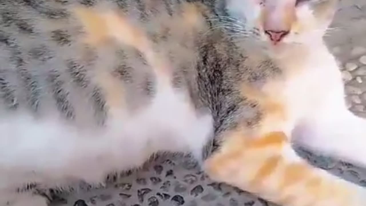 😂 Two Grumpy Cats Caught on Zoom – Still Too Cute to Handle! 🐱📱