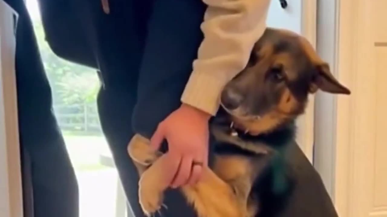 😢🐾 Don't Leave Me! This Pet's Reaction is Heartbreaking! | FunFM