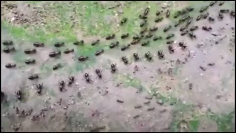 🤯✨ Termites and Ants Run Parallel - Nature's Engineering! | FeedMyCuriosity