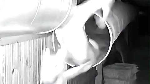 Creature Stuck in the Duct - Pitbull Attack 😱 #cctv #dog #creature #scary