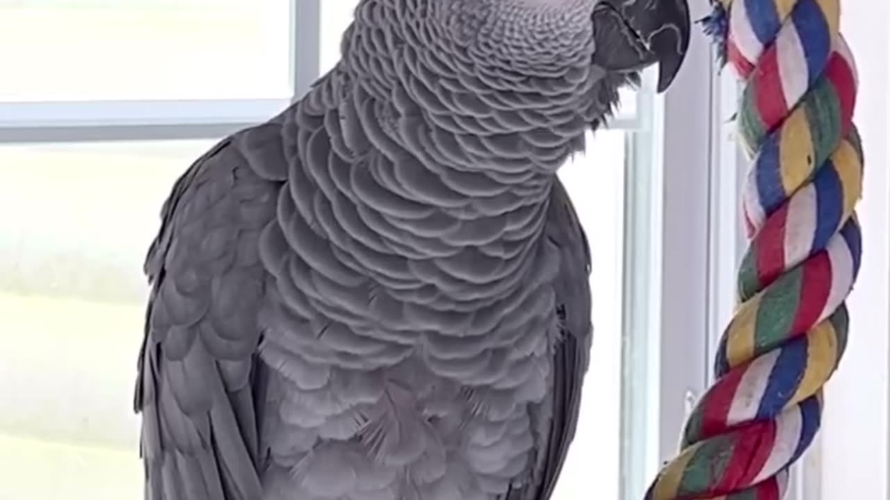 Parrot Asks “Do You Want Something to Eat?” 😂 | Talking Bird Comedy