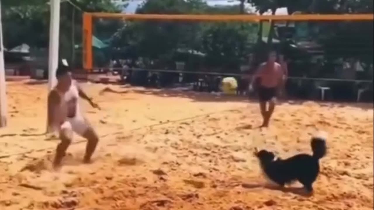 Woliboll in dog