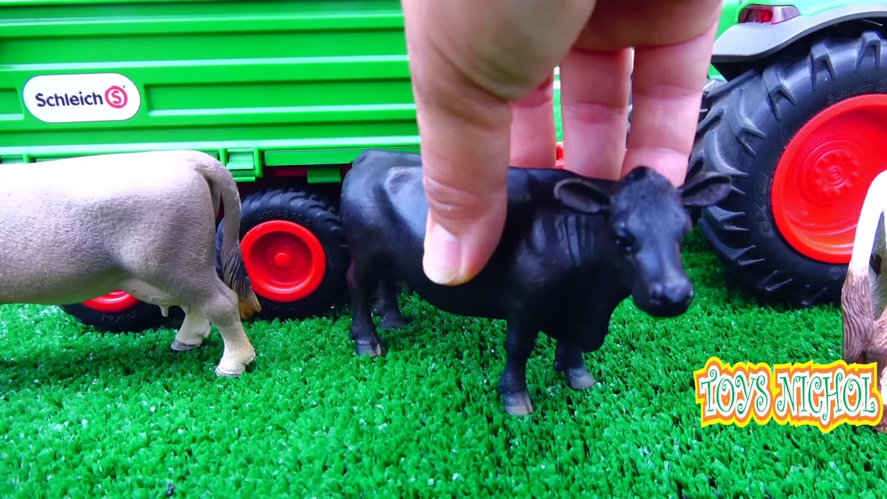 Bull and Buffalo Walk Together to Enter Pen Behind the House
