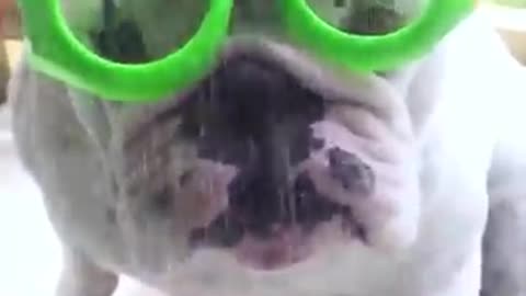 pet videos, dog tricks, dog training, barking dogs, dog fails, dog moments,
