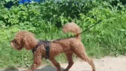Марсель в деревне