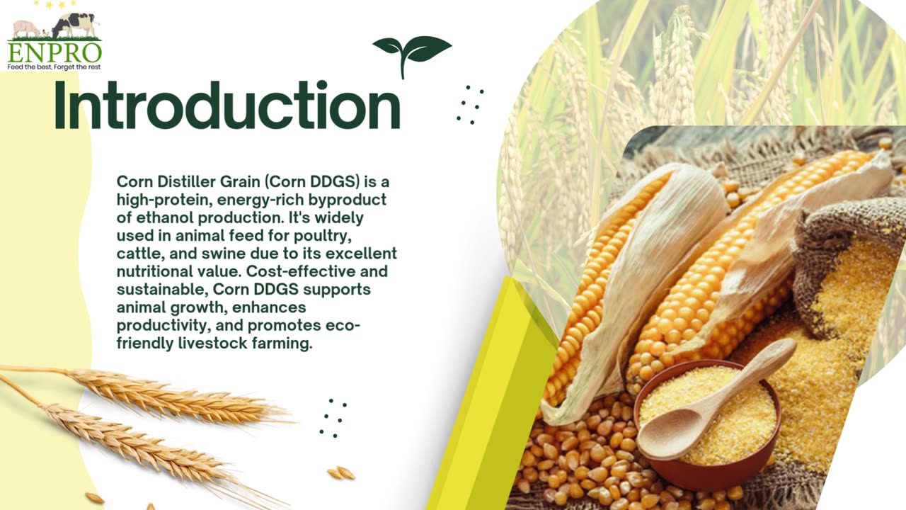 Corn Distiller Grain