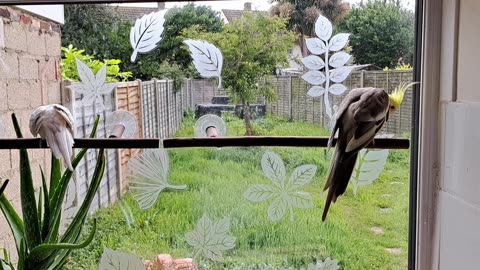 Coco & Quincy, Neighbourhood Watch