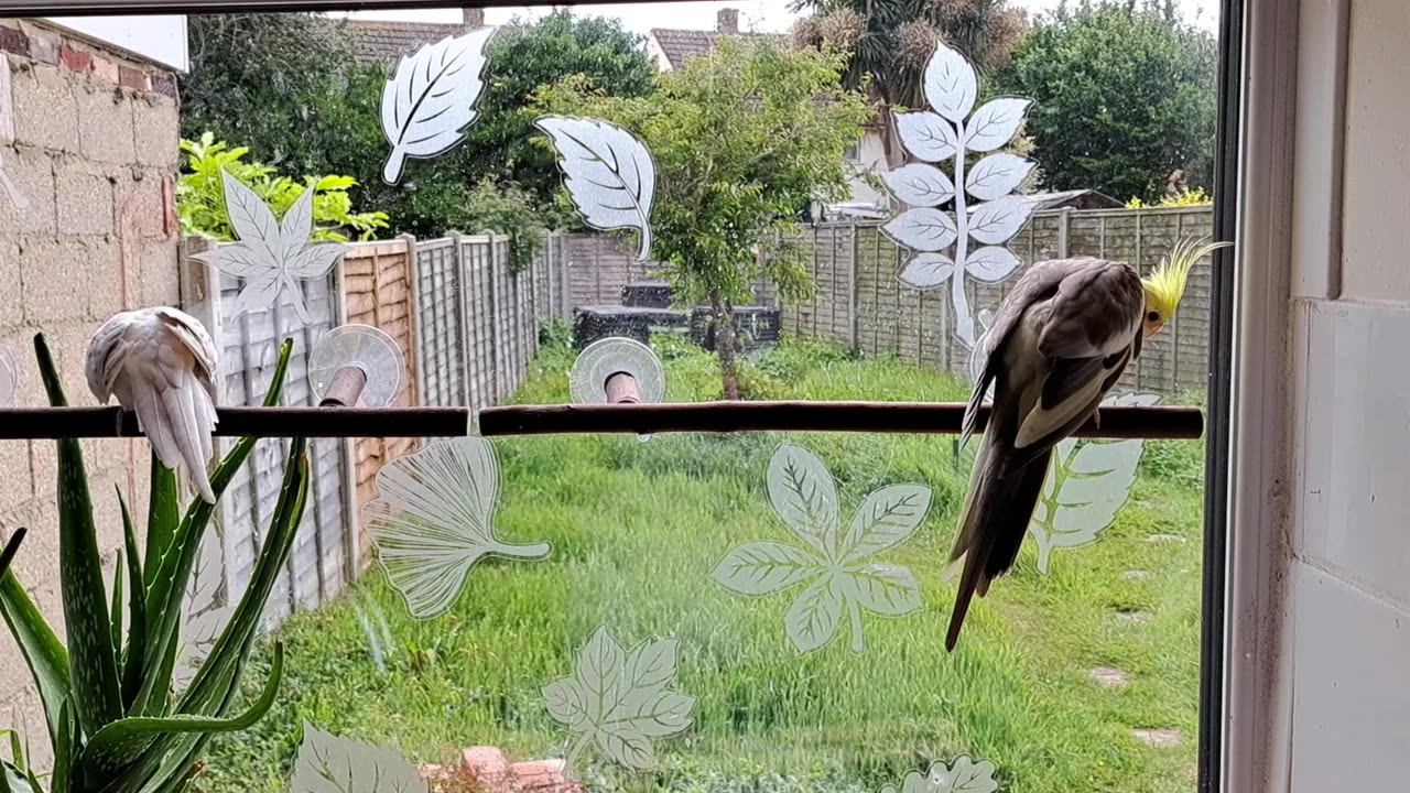 Coco & Quincy, Neighbourhood Watch