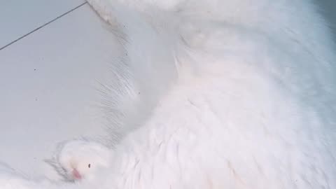 Best funny cat’s video compilation