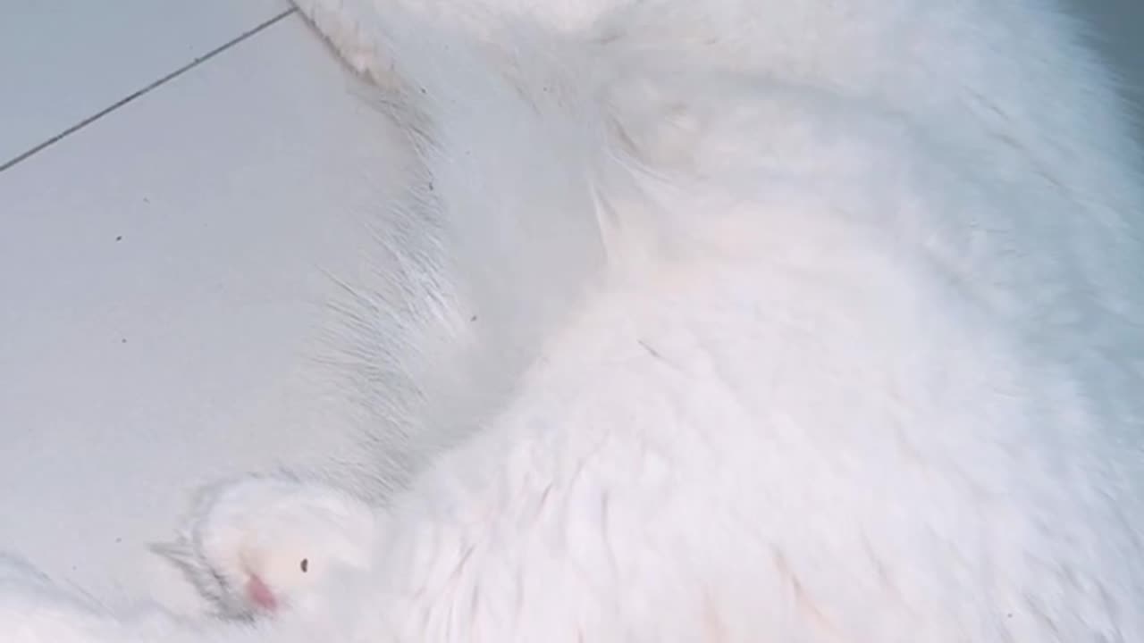 Best funny cat’s video compilation