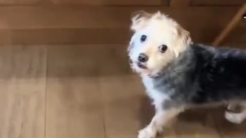 Ask the dog if he wants to go for a walk #funnydogs #DogTok #DogFails2025 #DogsOfspring #petfyp #usa