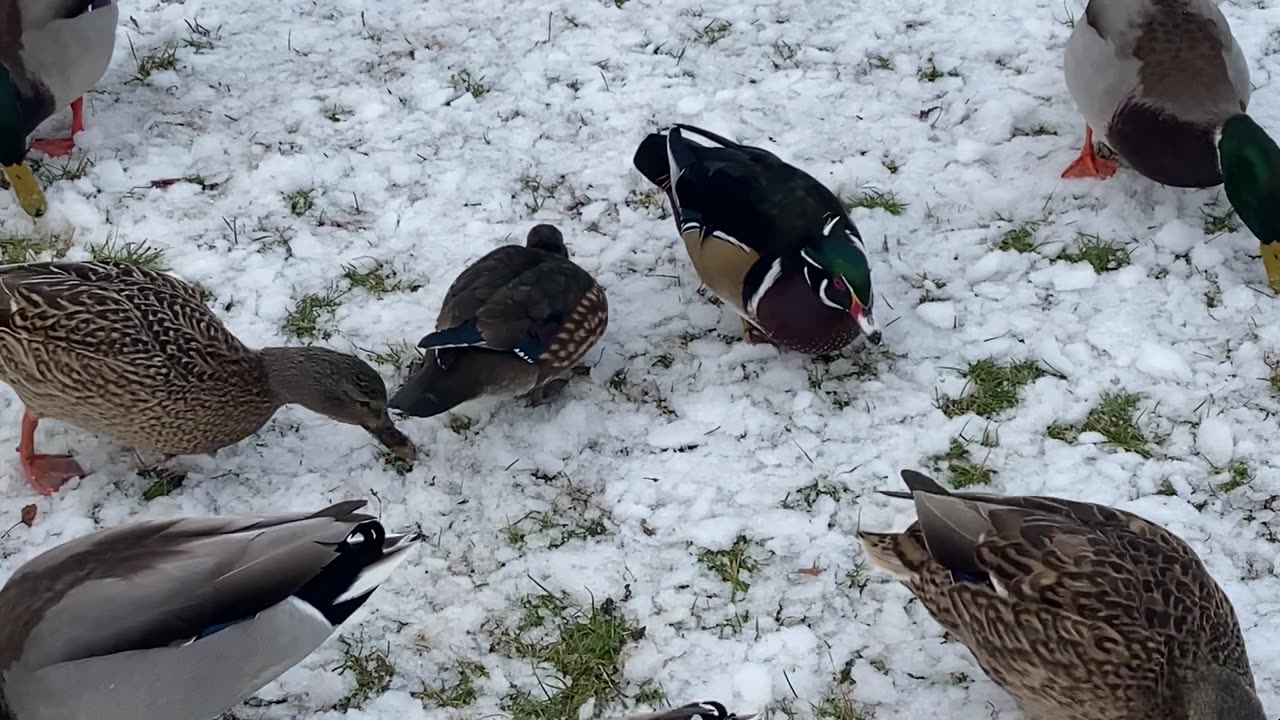 A Pair of Wood Ducks