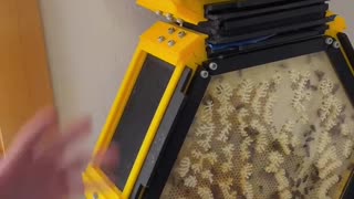 13-year-old son explains how he made an indoor beehive for his room.