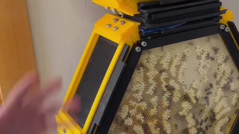 13-year-old son explains how he made an indoor beehive for his room.