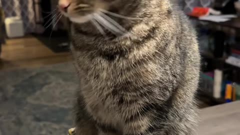 CAT'S REVENGE: MIDNIGHT KINGDOM