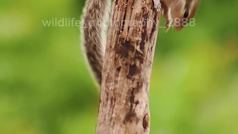Wildlife photography 2888
