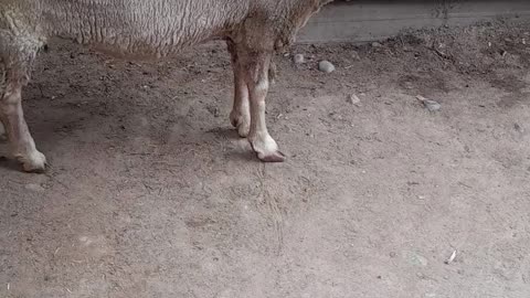 sheep