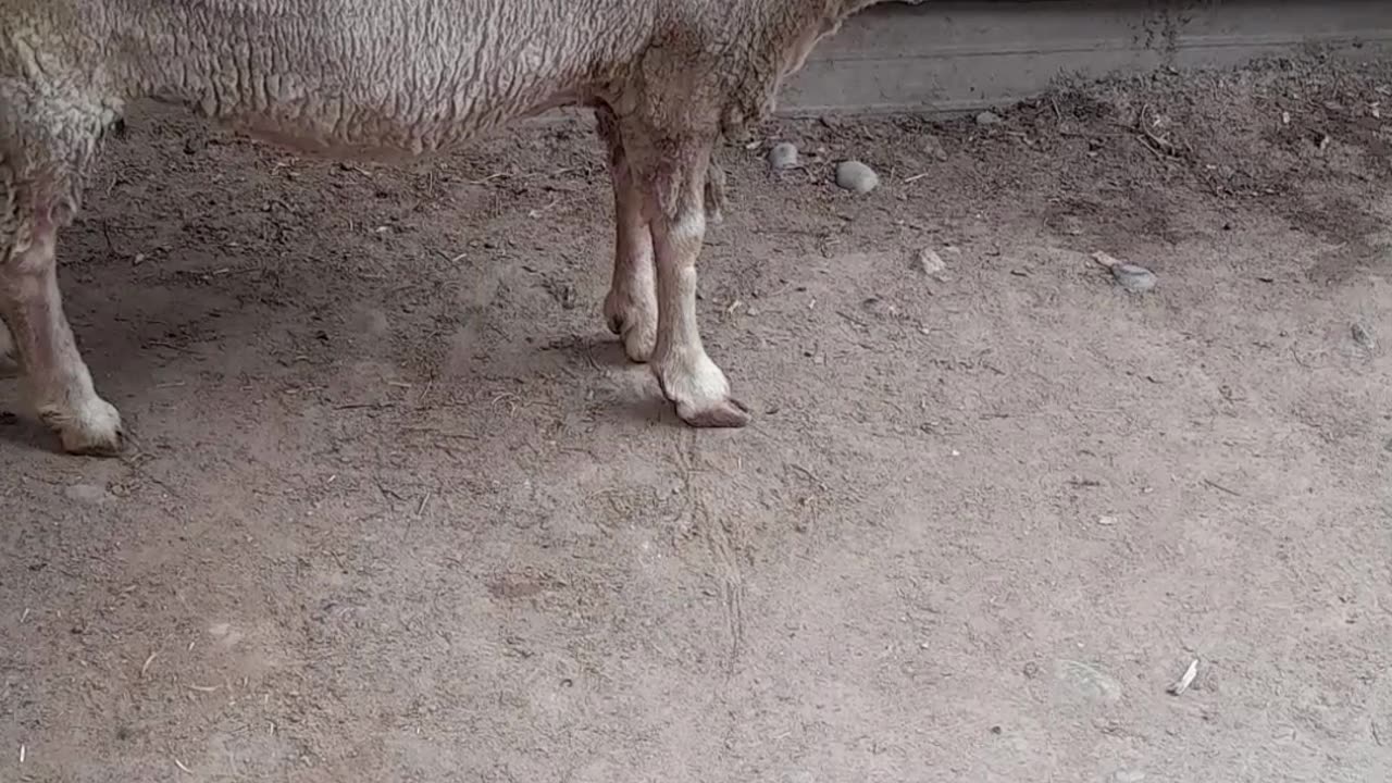 sheep
