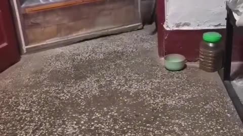🤣🐱 Epic Cat Bond You Won't Believe! | FunFM