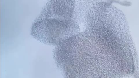 🌟✨ Witness a MASSIVE Murmuration of Starlings in Action! | FeedMyCuriosity