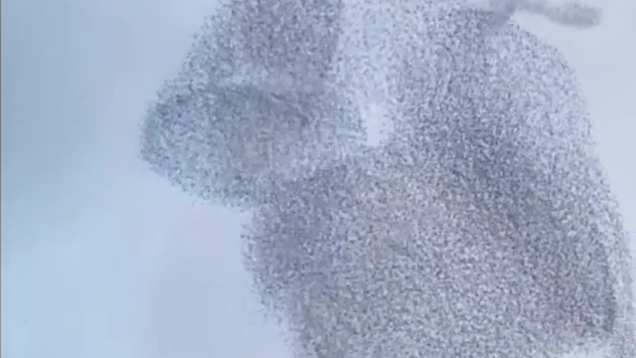 🌟✨ Witness a MASSIVE Murmuration of Starlings in Action! | FeedMyCuriosity