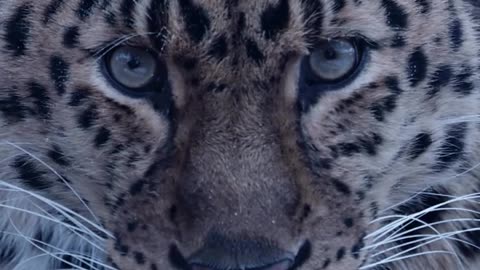 Amur Leopard Staring Contest 🐆 👀