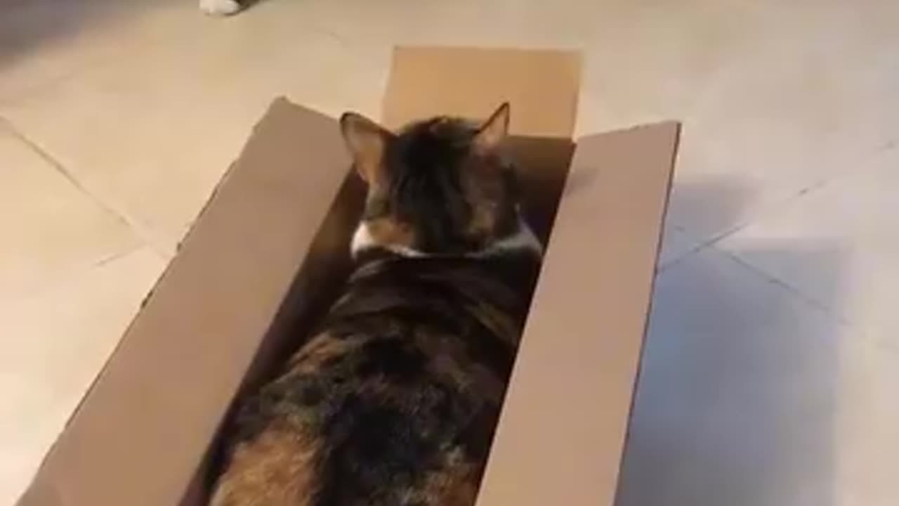 Funny 😂 video of cat 🐈😺