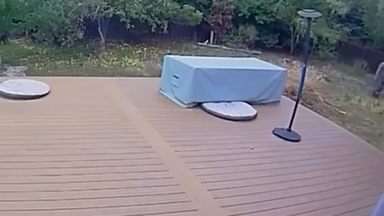 Cane Corso Does Not Play Around