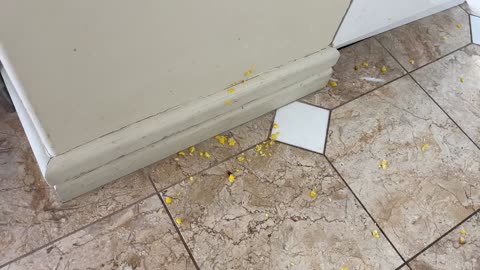 Toddler Corn Rampage: Bites, Tosses, and Card Chaos!