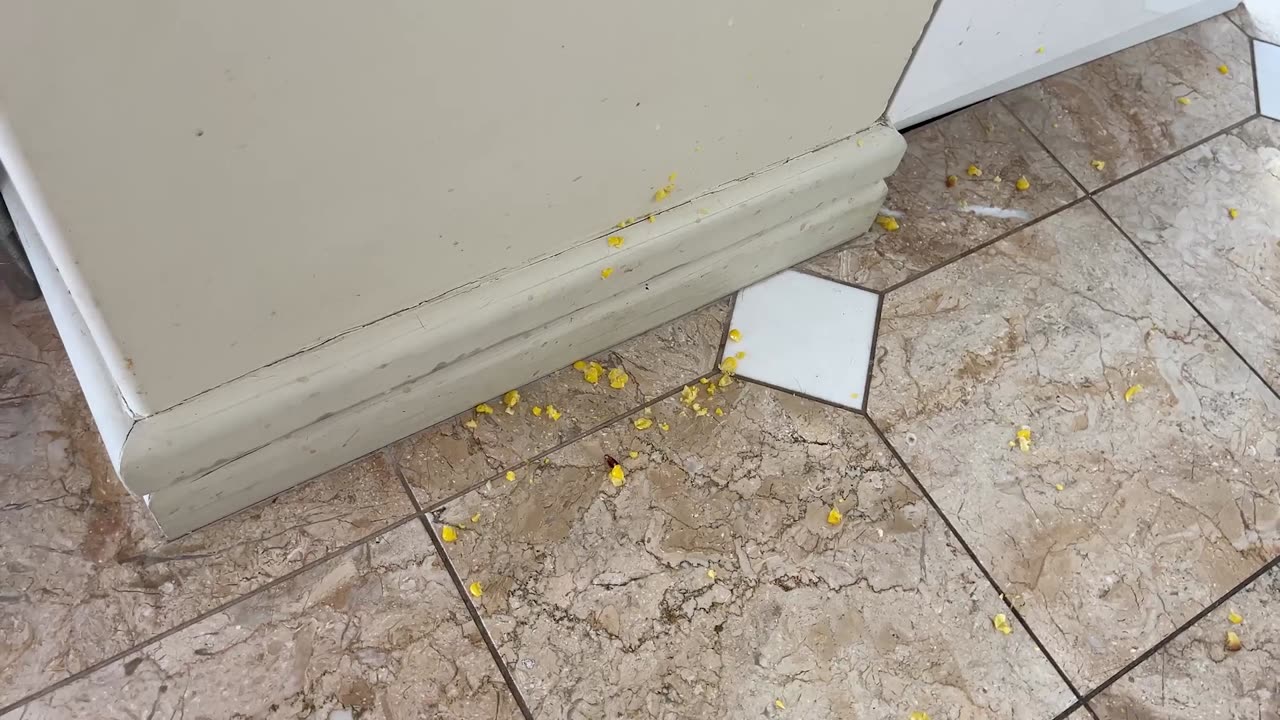 Toddler Corn Rampage: Bites, Tosses, and Card Chaos!