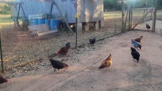 Mulching the leaves.