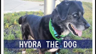 Hydra the Dog 07