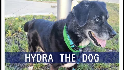 Hydra the Dog 07