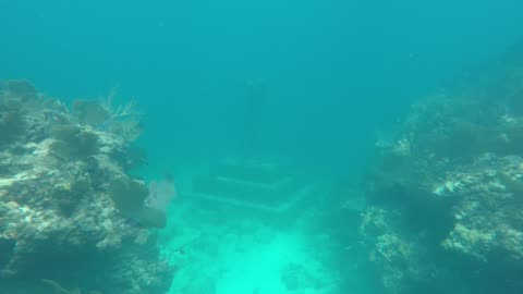 Reef Diving
