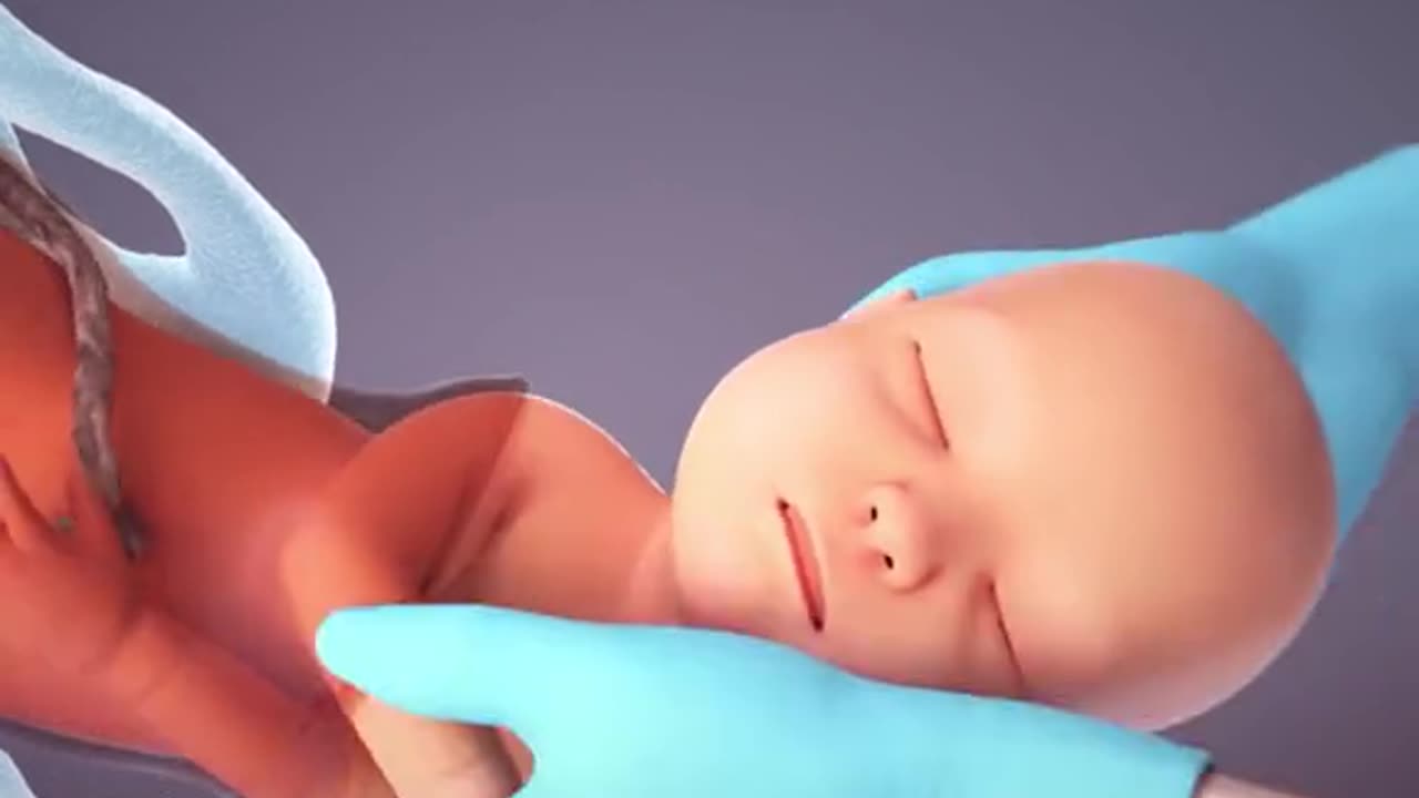 From Fertilization To Childbirth Complete Process 3D Animation