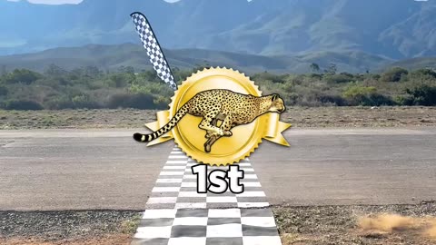 I Raced A Cheetah