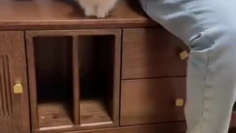 Animal funny