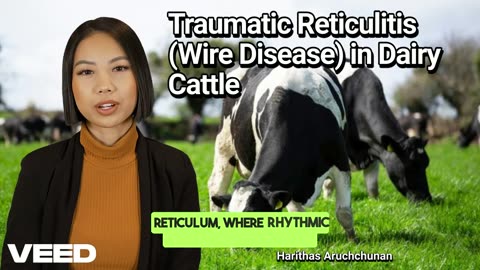 Protect Your Dairy Cattle from Wire Disease