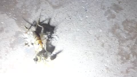 Adorable cricket with dead but still cute bee again