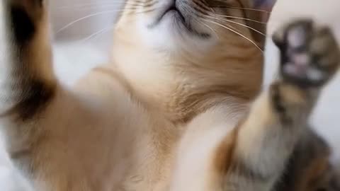 THIS CAT APPROVES… AND YOU SHOULD TOO