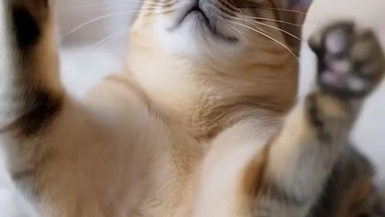 THIS CAT APPROVES… AND YOU SHOULD TOO