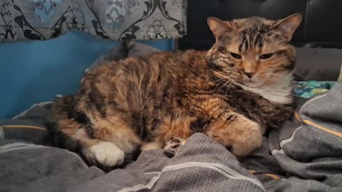 The Most Relaxing Cat Ever: Adorable Morning Chill Vibes