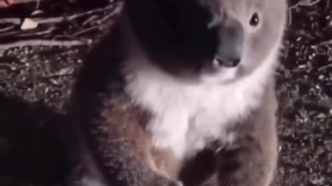 Koala in the road