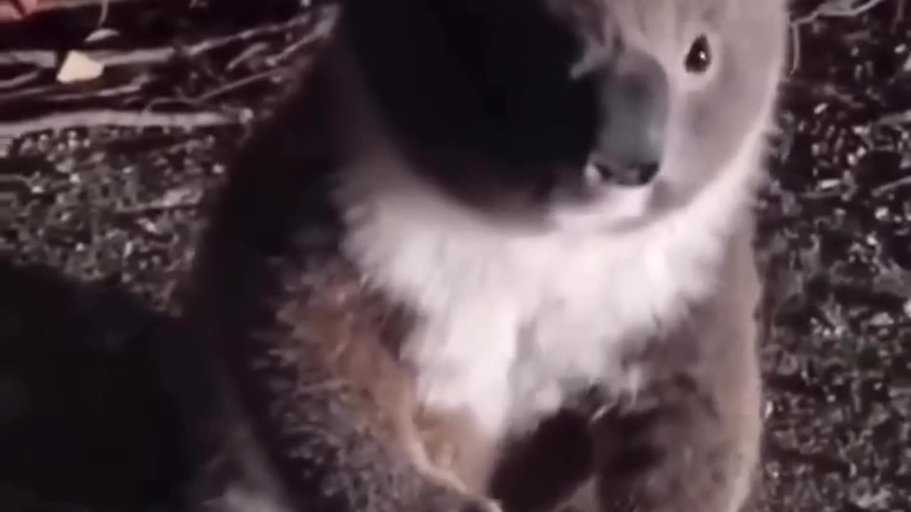 Koala in the road