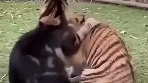 Striped Cat Tiger Playtime