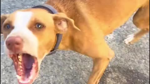Dog's Comedy Videos 🤣 so cute videos 😍